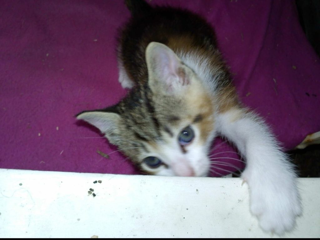 Kitten aan het spelen