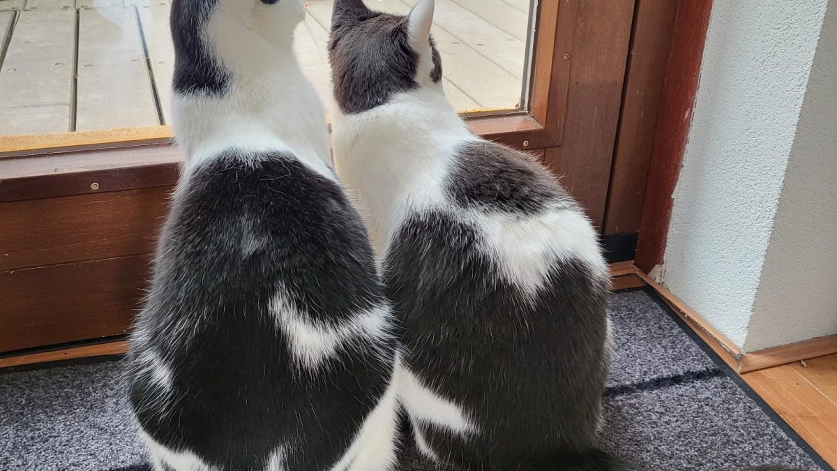 Mijn kat heeft blaasgruis (struviet). Wat nu?