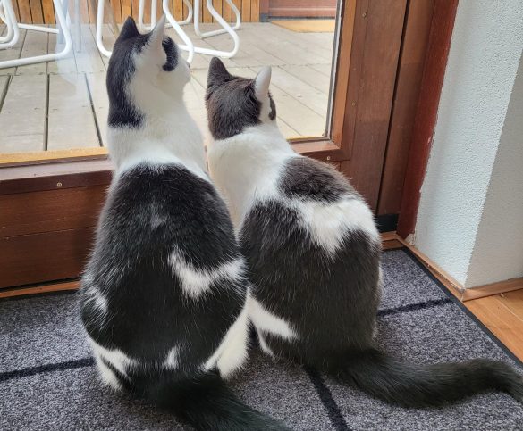 Nieuwsgierige katten